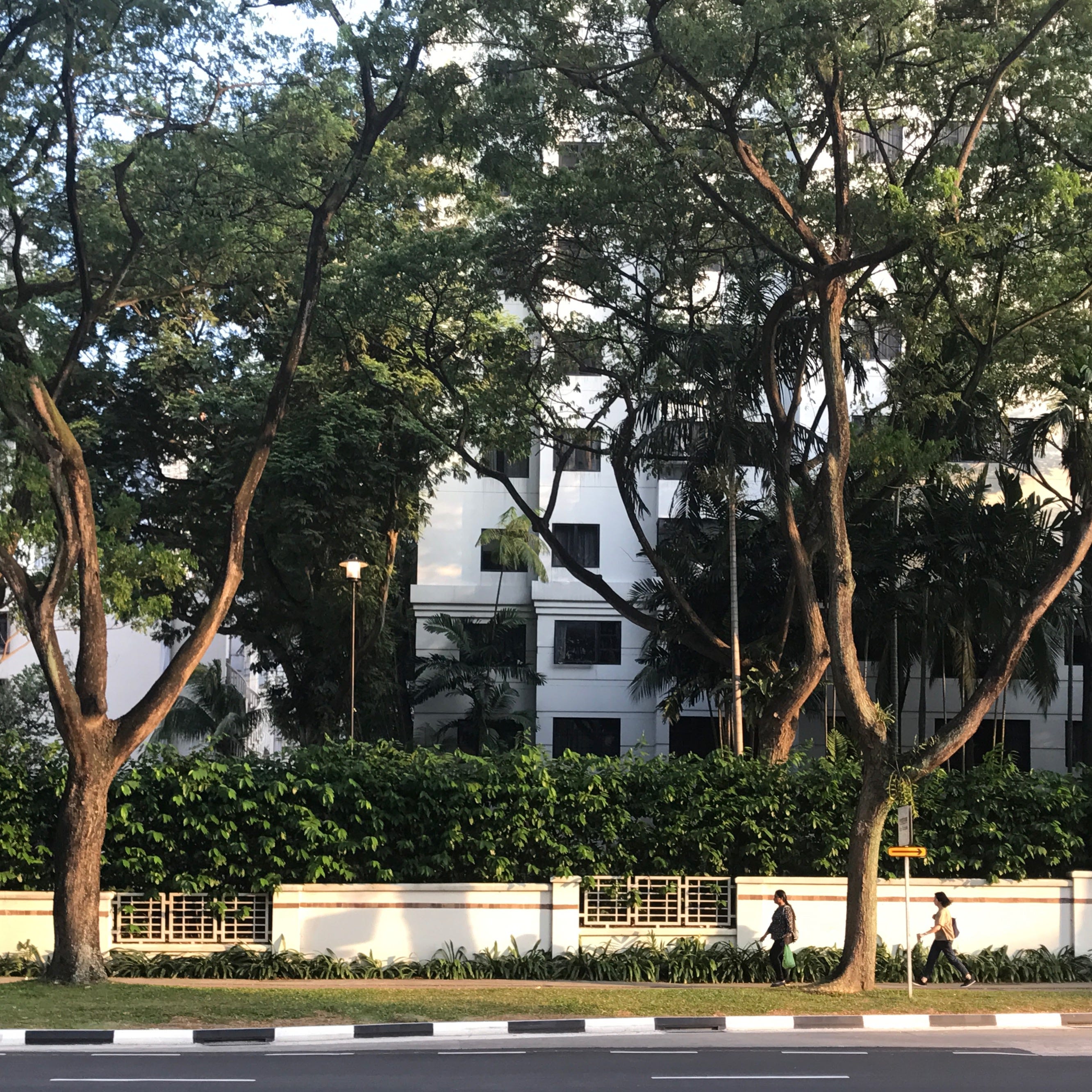 Tree-lined Singapore street outside a white multi-storey building
