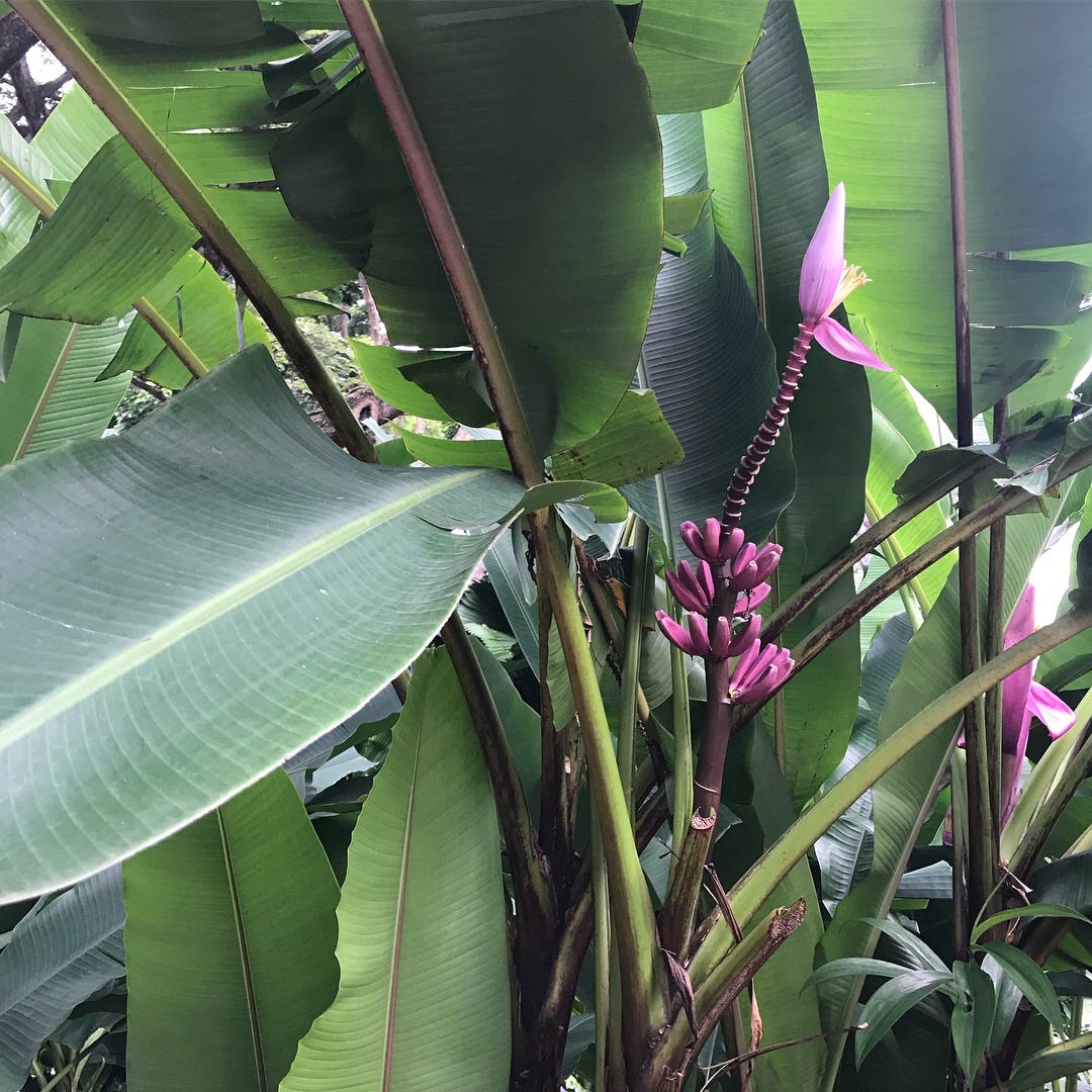 Purple flower stalk rising among broad green leaves